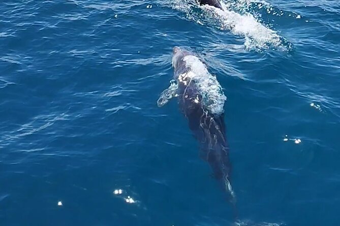 2 h Estepona Bay Tour - Meeting the boat at Puerto de Estepona, then settling in