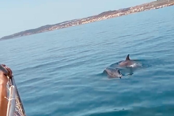 2-Hour Excursion in Search of Dolphins/ Includes Drink and Snacks - The Included Sea Dip, Drink, and Snacks (What You Actually Get)