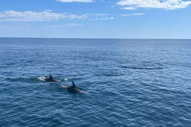 2-Hour Excursion in Search of Dolphins/ Includes Drink and Snacks - Crew Style and Onboard Vibe From Skipper to Helpers