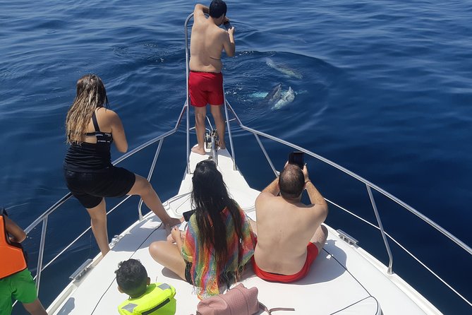 2 Hours Dolphin Watching in Marbella - Setting Sail From Nueva Andalucía, Marbella