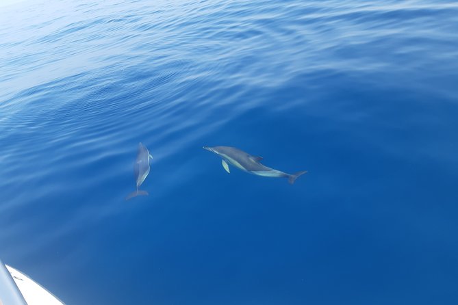 2 Hours Dolphin Watching in Marbella - The 2-Hour Dolphin Search: What You Do at Sea