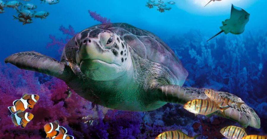 Benalmadena Aquarium Visit - Key Points You Should Care About