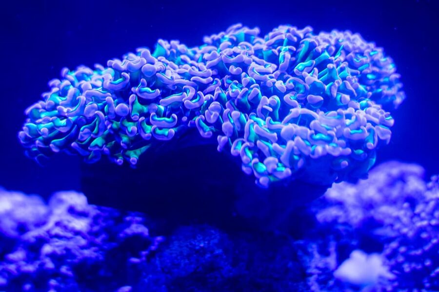 Benalmadena Aquarium Visit - Amazonia Freshwater Zone With Tropical Fish Variety