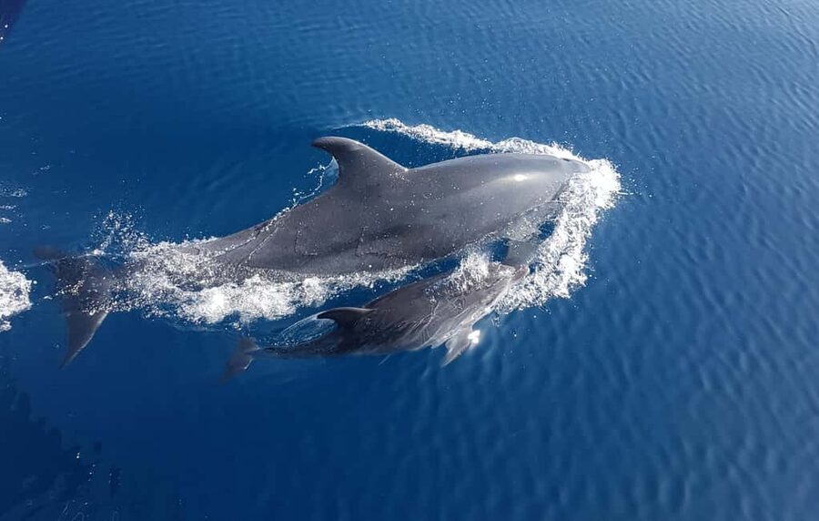 Benalmadena: Dolphin Sighting Boat Tour - Setting off from Benalmádena: Sea Love Experience and the feel of the outing