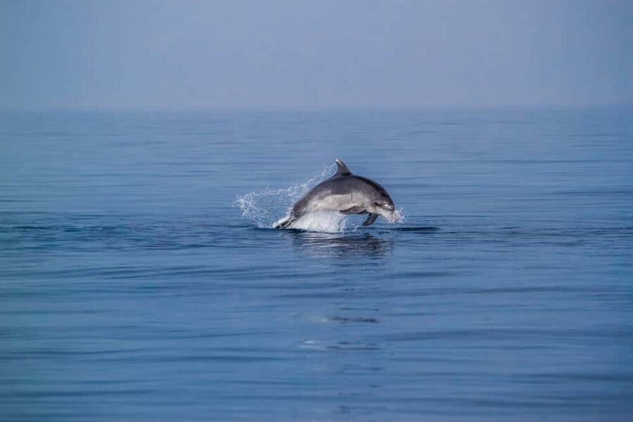 Benalmadena: Dolphin Sighting Boat Tour - The 40-minute dolphin watching viewpoint: the moment you came for
