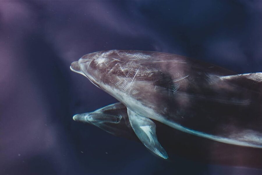 Benalmadena: Dolphin Sighting Boat Tour - Drinks on board and what you do not have to buy