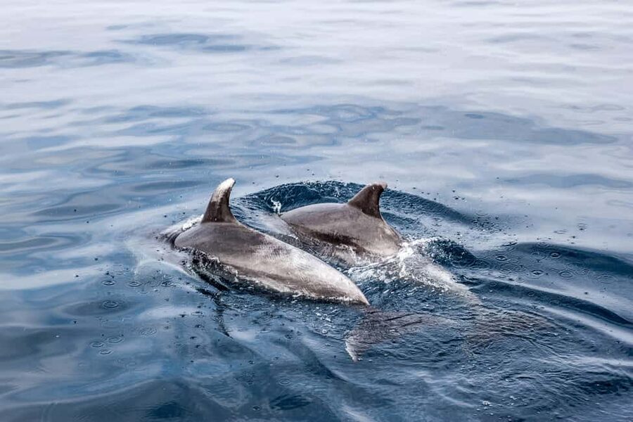 Benalmadena: Dolphin Sighting Boat Tour - The first 40 minutes in the Alboran Sea: cruising time that matters