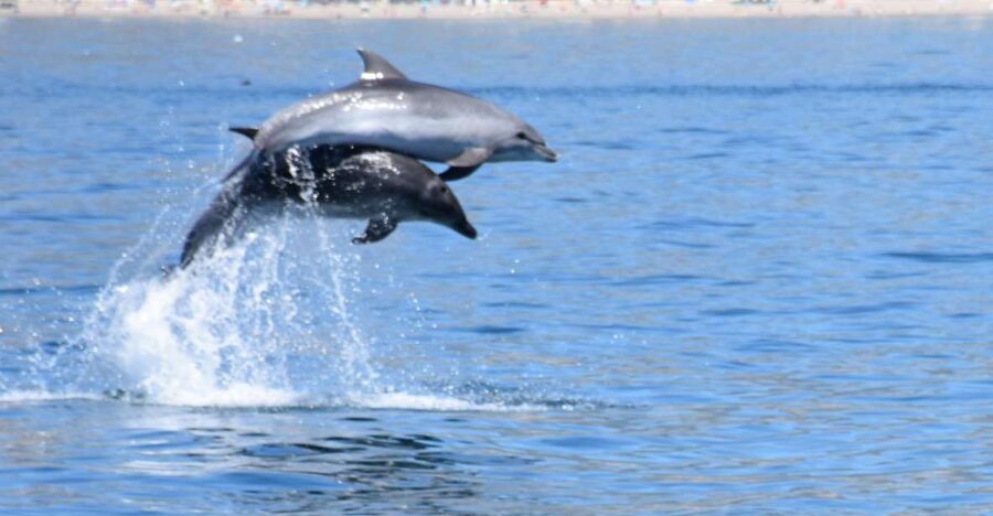 Benalmadena: Dolphin Watching Boat Tour - Key things I’d mark on my map before you go