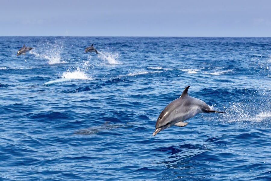 Benalmadena: Dolphin Watching Boat Tour - Price value: what $22 buys you, plus the no-dolphin fallback