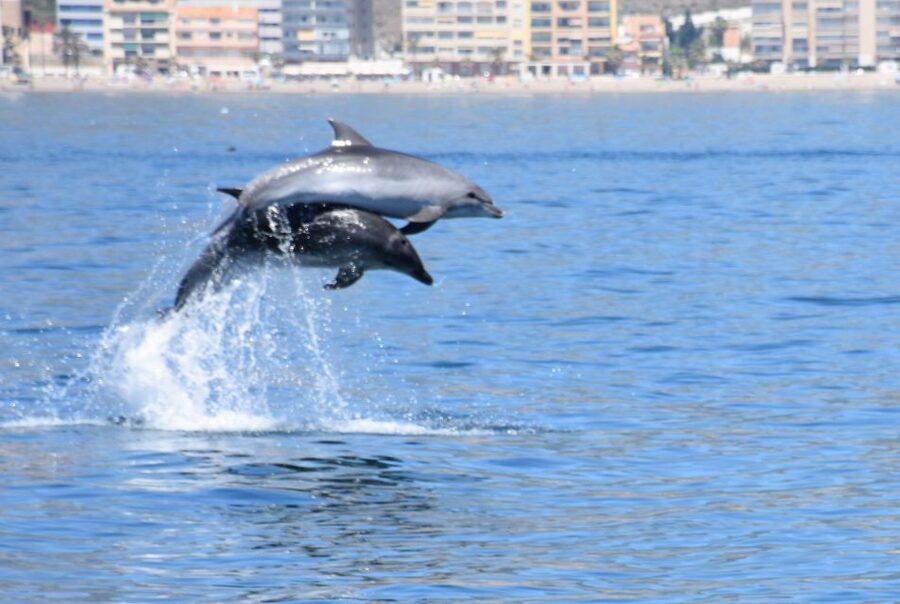 Benalmadena: Dolphin Watching Boat Tour - How the search works, and why the crew matters
