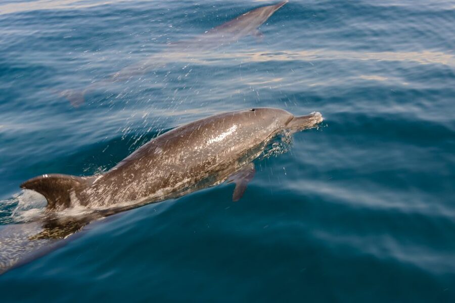 Benalmadena: Dolphin Watching Boat Tour - Onboard comfort: bar, snacks, restrooms, and light music