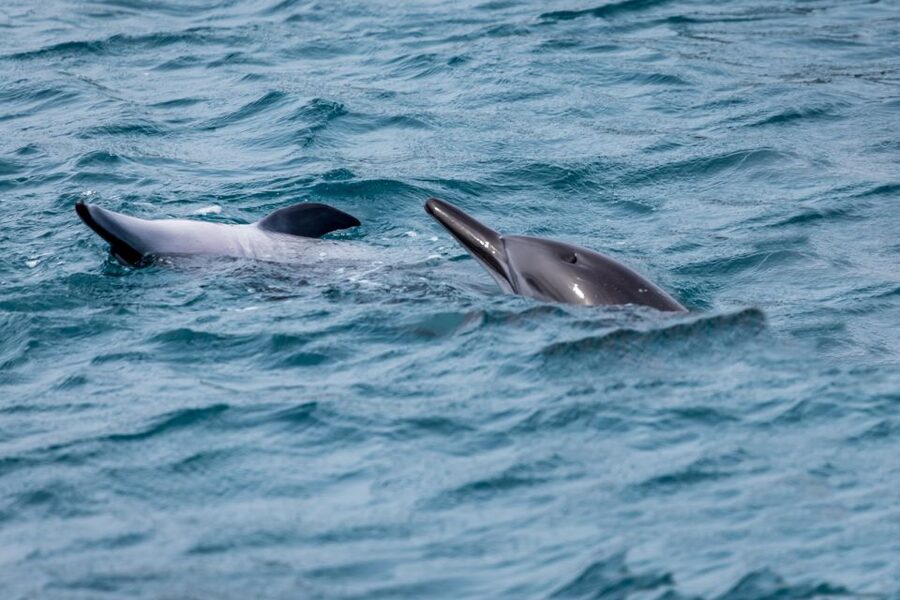 Benalmadena: Dolphin Watching Boat Tour - Family-friendly details that make it easier with kids