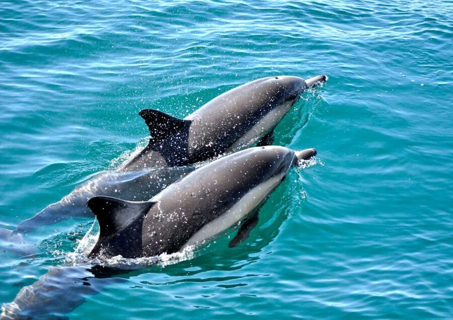 Benalmadena: Private Boat Trip with Drinks & Snacks - Dolphins, safety, and what the crew actually does