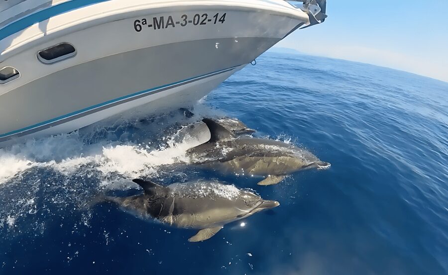 Benalmadena: Private Boat Trips - Price vs Value for a Private Group (Is it worth $201?)
