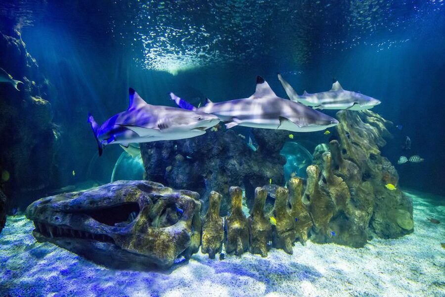 Benalmádena: Sea Life Benalmádena Premium Entry Ticket - Hands-on time: starfish, hermit crabs, and what you should expect