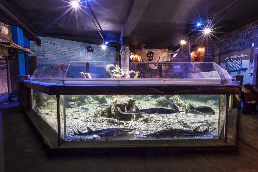 Benalmádena: Sea Life Benalmádena Premium Entry Ticket - Sharks, the Jurassic Tunnel, and the turtle named Yellow