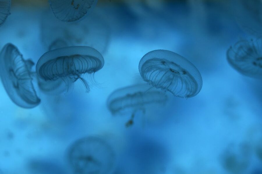 Benalmádena: Sea Life Benalmádena Premium Entry Ticket - Gold Pass and Puerto Marina discounts, how this adds real value