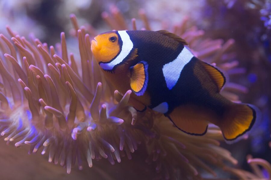 Benalmádena: Sea Life Benalmádena Premium Entry Ticket - Ticket value for $26, and who it makes sense for