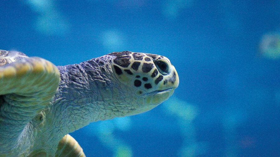 Benalmádena: Sea Life Benalmádena Premium Entry Ticket - Practical on-site comforts: where you can refuel