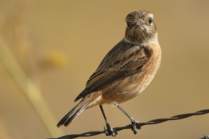 Birding Costa del Sol Day tour - Pickup From Marbella, Flexible Meeting Points, and Why It Matters