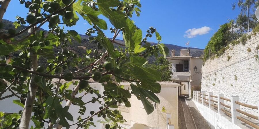 Discovering Las Alpujarras from Málaga - SemiPrivate - Price and value: what $106 gets you, and what to budget