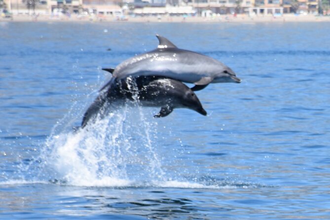Dolphin Sightseeing Boat Tour from Benalmadena - Why This Tour Is Such Good Value for About $23