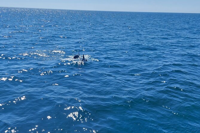 Dolphin trips on a catamaran - Getting to the start: Estepona port is the whole game