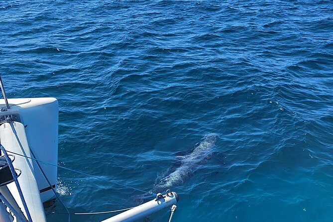Dolphin trips on a catamaran - Crew and comfort: clean boat, friendly help, and small details