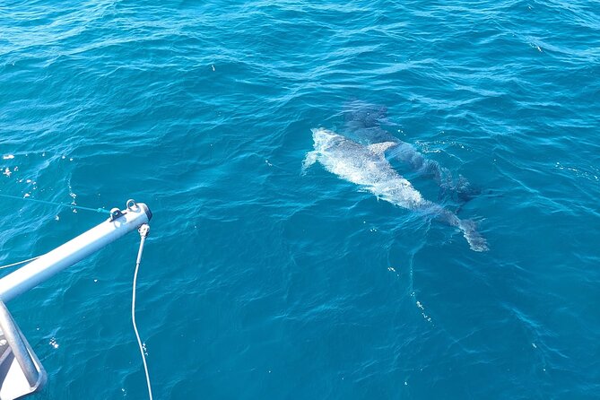 Dolphin trips on a catamaran - Price and value from Marbella: why $42.33 can make sense