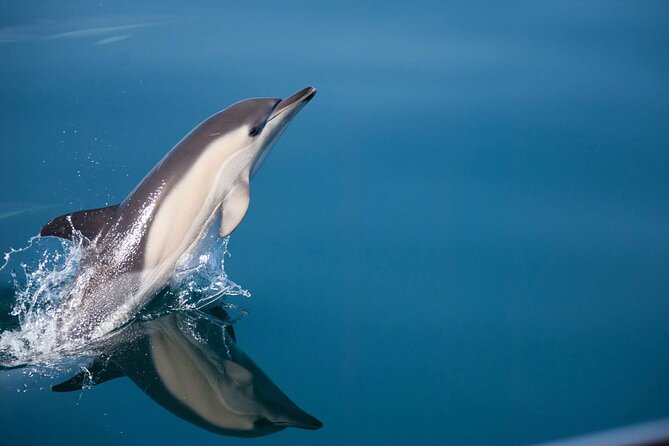 Dolphin Watching Adventure in Estepona Bay - Key Things I’d Bet You’ll Care About