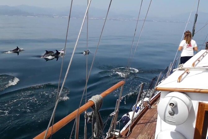 Dolphin Watching Adventure in Estepona Bay - What Kind of Trip This Is Best For