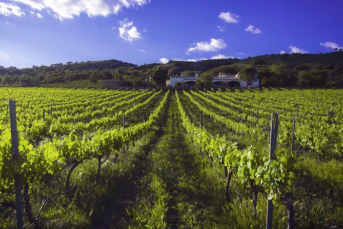 e-Bike (Self-Guided) & Winery tour - 20km Easy - The Minibus Return Up the Hill (Your Legs Will Thank You)