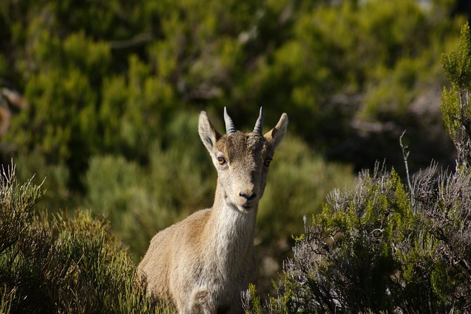 El Saltillo Gorge and White Village Hiking Tour from Malaga - White Village Visit and the Arab Irrigation Canal Route