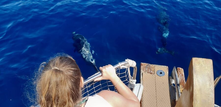 Estepona: Dolphin Search Boat Trip with Drink and Snacks - Bay of Estepona cruise: dolphins, sightseeing, and the rhythm of the search