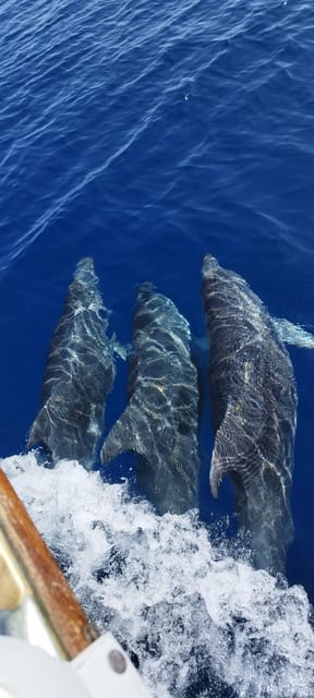 Estepona: Dolphin Search Boat Trip with Drink and Snacks - When dolphins do not show up: how to judge this tour fairly