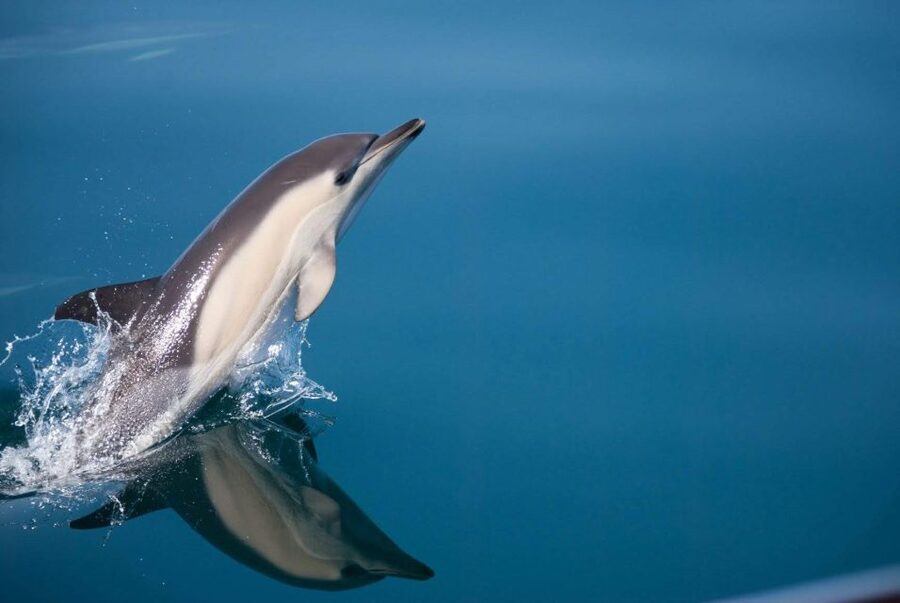 Estepona: Dolphin Watching Sailboat Cruise with Drink - Dolphin searching in Estepona Bay, how the odds really work