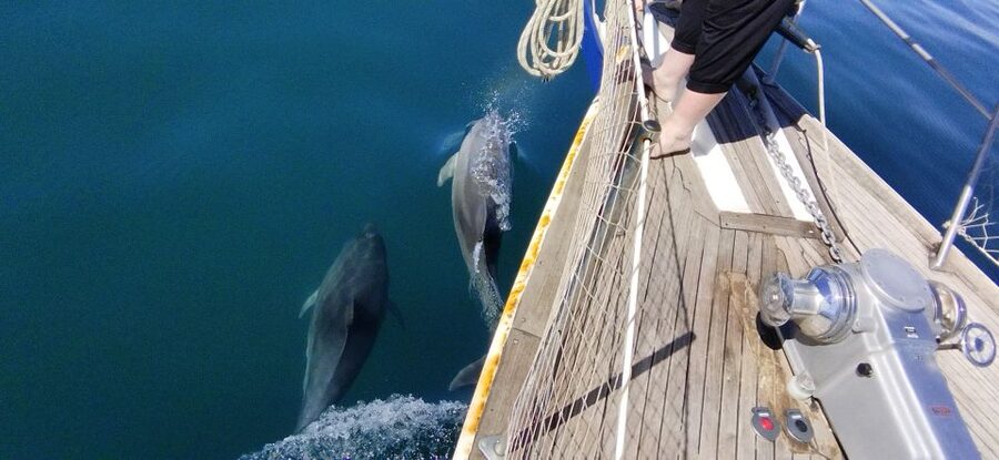 Estepona: Dolphin Watching Sailboat Cruise with Drink - The coast cruise, caves and coves you can actually see