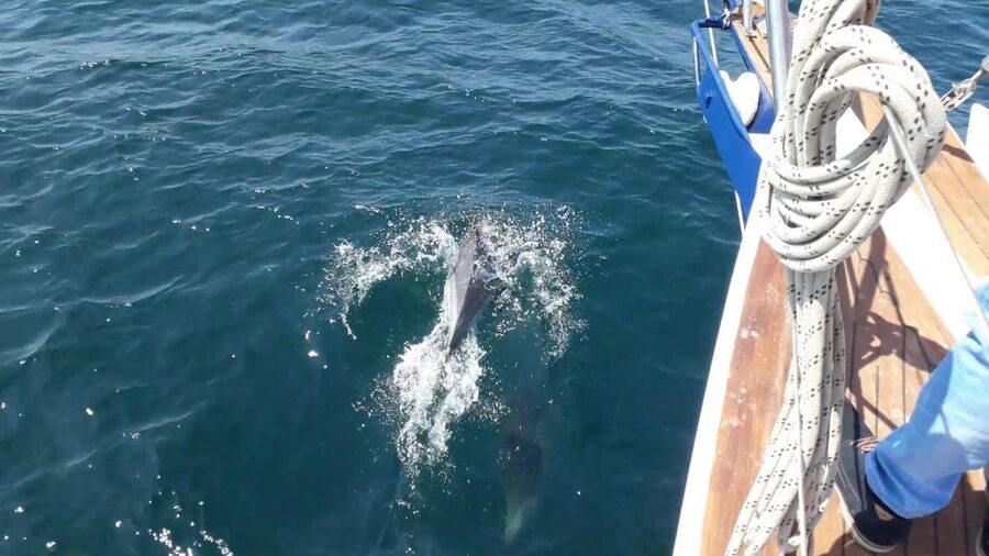 Estepona: Dolphin Watching Sailboat Cruise with Drink - Swimming stop in turquoise water, when it happens and when it might not