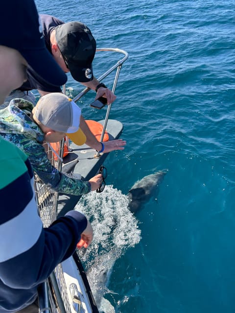 Estepona: Dolphins Searching Sea Cruise with Drink & Snacks - Key things I’d zero in on