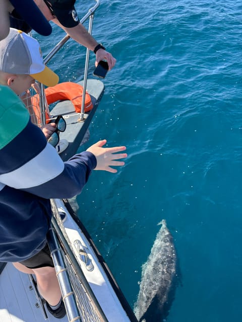 Estepona: Dolphins Searching Sea Cruise with Drink & Snacks - Dolphins close to the boat, plus other marine life surprises