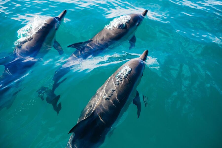 Estepona: Fishing Tour StartFisher 1060 - Price and value: $542 per group up to 8