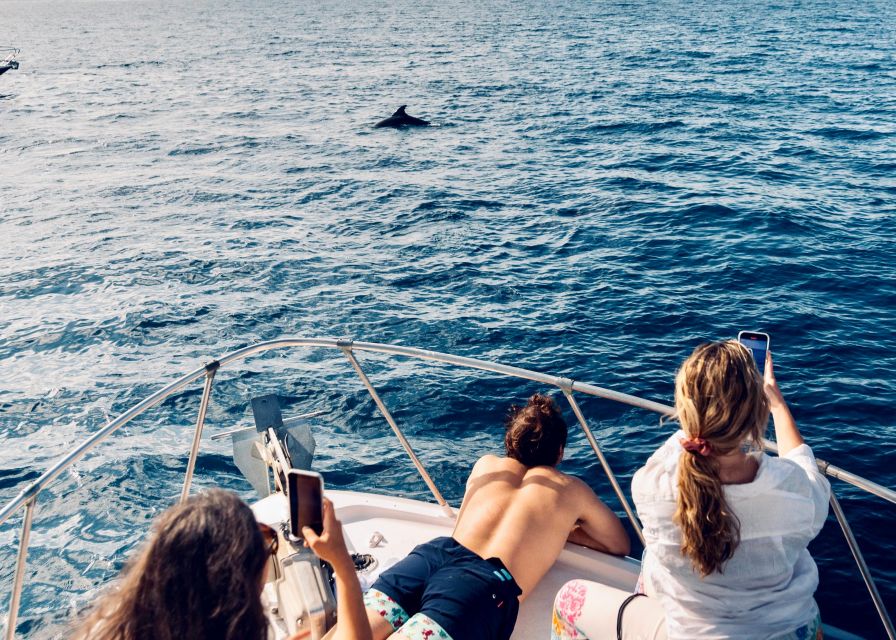 From Benalmádena & Torremolinos: Dolphin Watch Boat Trip - What you are really looking for: dolphins, plus a bit of bonus marine life