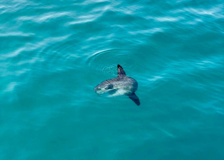 From Benalmádena & Torremolinos: Dolphin Watch Boat Trip - Views, photos, and the comfort details that matter on the water