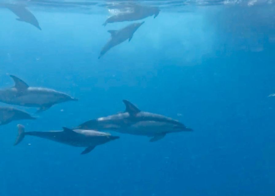 From Benalmádena & Torremolinos: Dolphin Watch Boat Trip - Price and value: is $42 a fair deal on the Costa del Sol?
