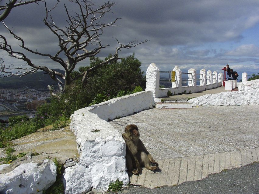 From Costa del Sol: Day Trip to Gibraltar with Guided Tour - Timing hiccups to expect: border control and short windows