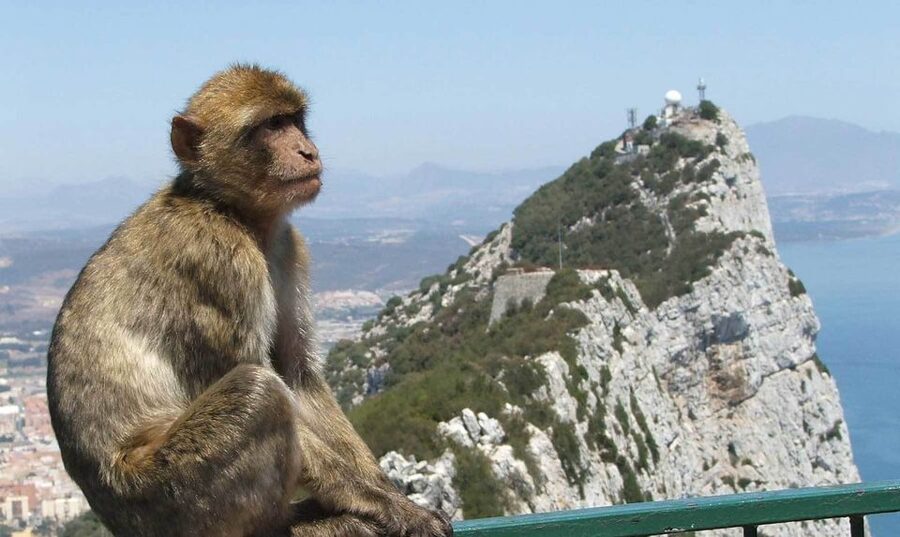 From Costa del Sol: Day Trip to Gibraltar with Guided Tour - Barbary apes: cute, close, and not a zoo