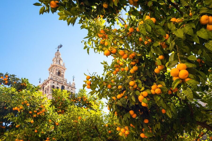 From Costa del Sol: Seville Day Trip - Coach Ride, Pickup Points, and the Start of Your Day