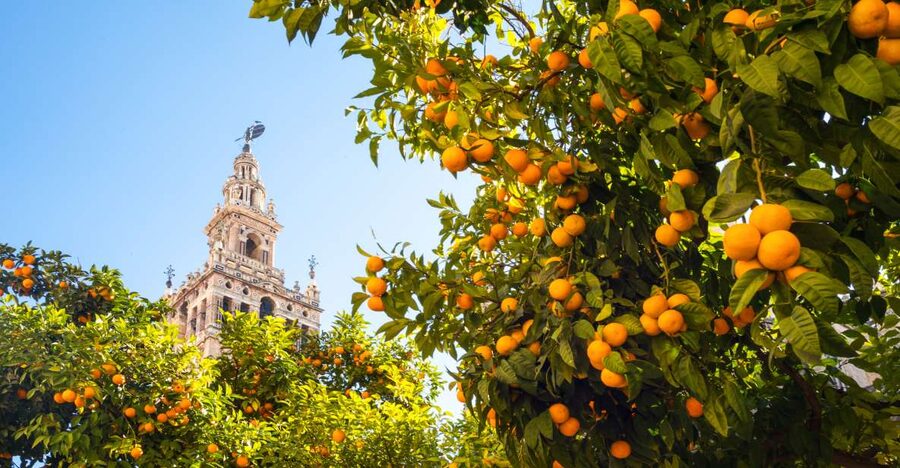 From Costa del Sol: Seville Day Trip - Food and Tapas Without Stress