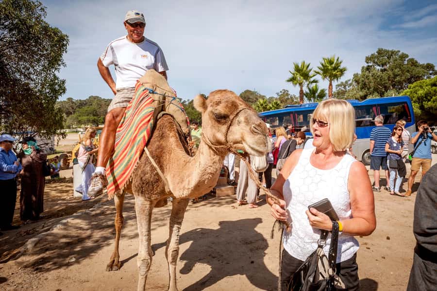 From Costa del Sol: Tangier Full-Day Tour by Ferry - Key Highlights at a Glance