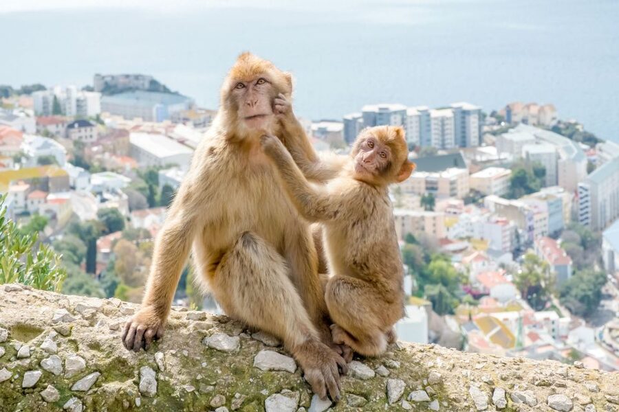 From Malaga and Costa del Sol: Gibraltar Sightseeing Tour - Lunch on your own, and what to do if you want a sit-down meal